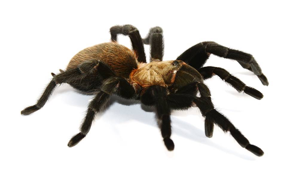 Spider Research Yields Fascinating Results | College News | Harvey Mudd ...